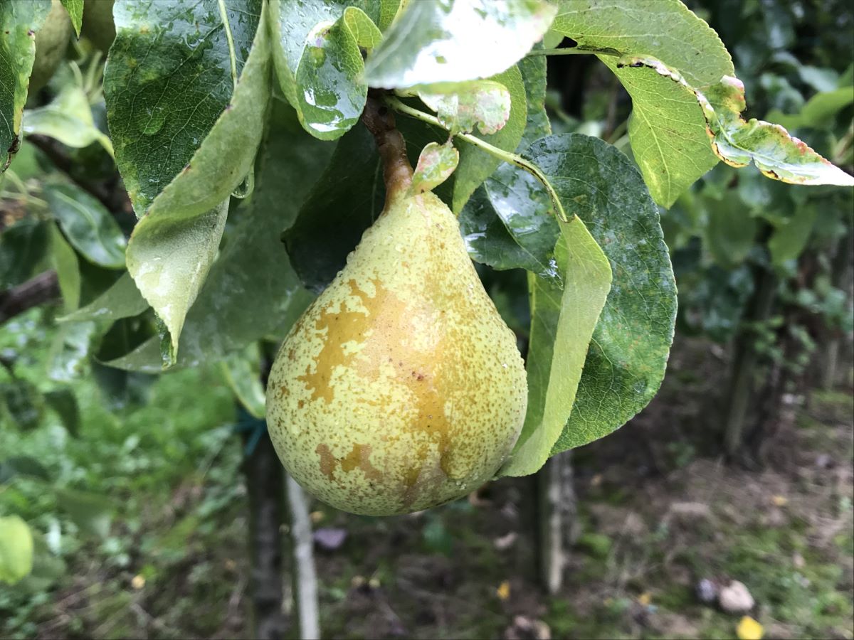 Bon Chretien d'Hiver