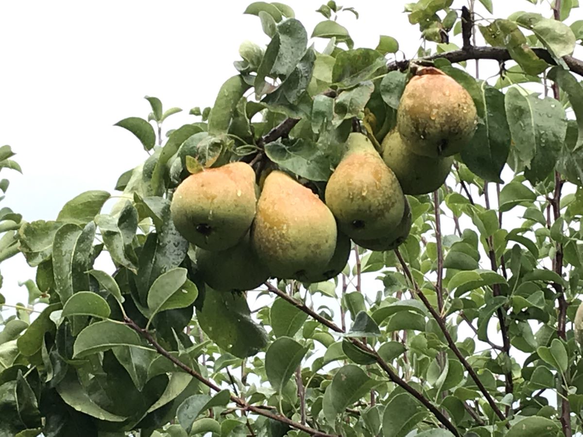 Bon Chretien d'Hiver