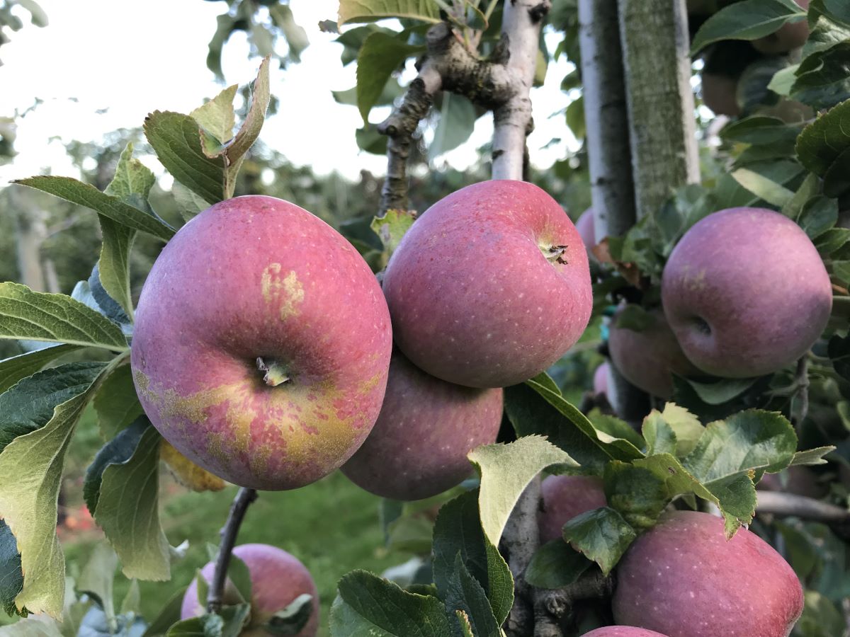 Augustiner Rosenapfel