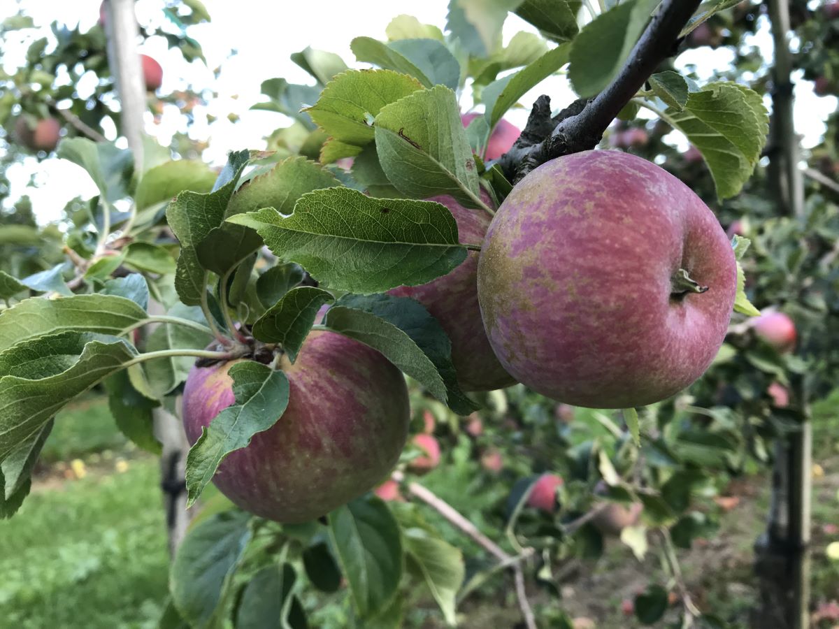 Augustiner Rosenapfel