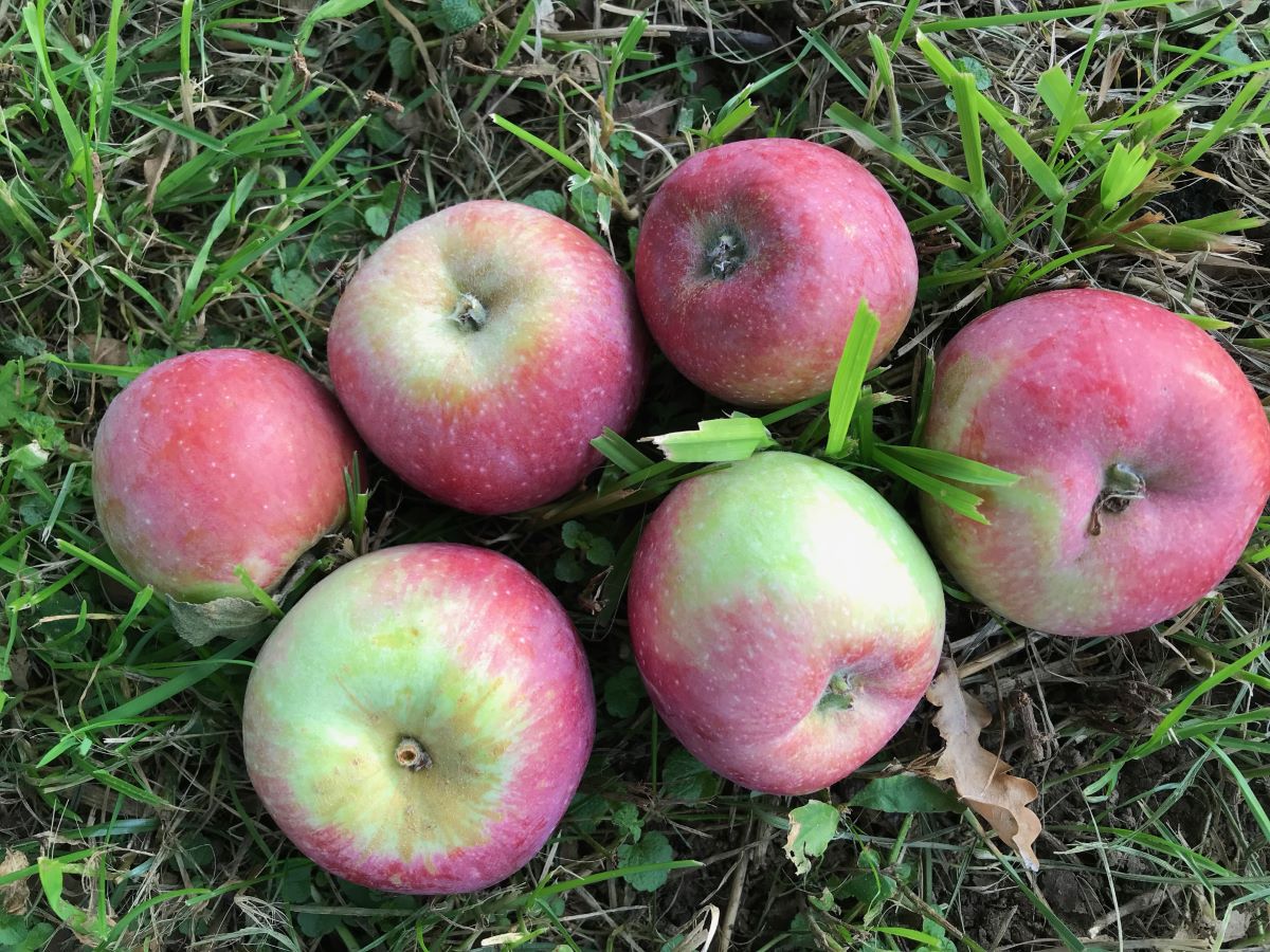 Augustiner Rosenapfel