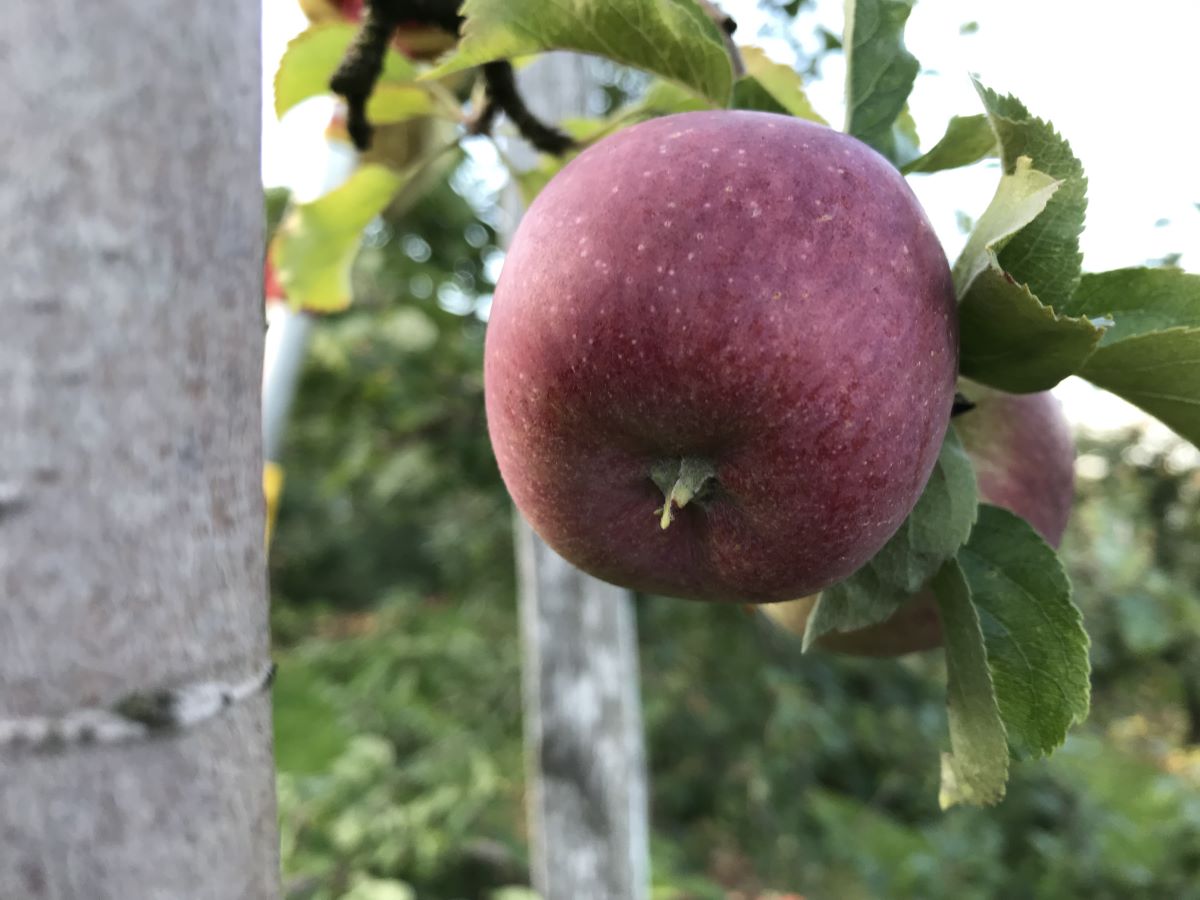 Augustiner Rosenapfel