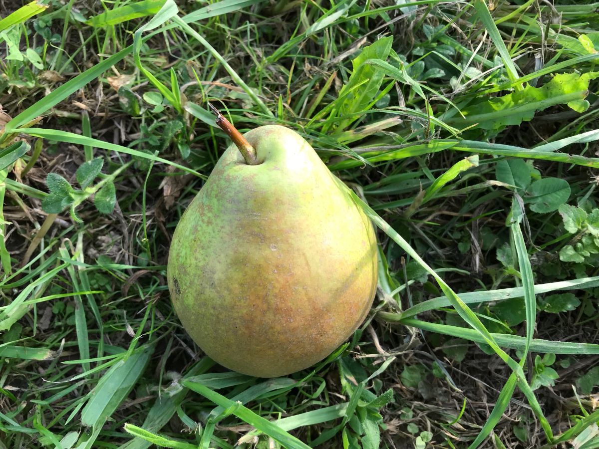 Poire de table d'Au