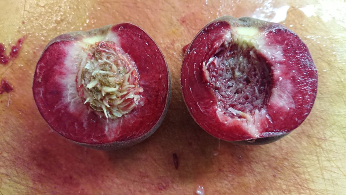 Roter Mosel-Weinbergpfirsich