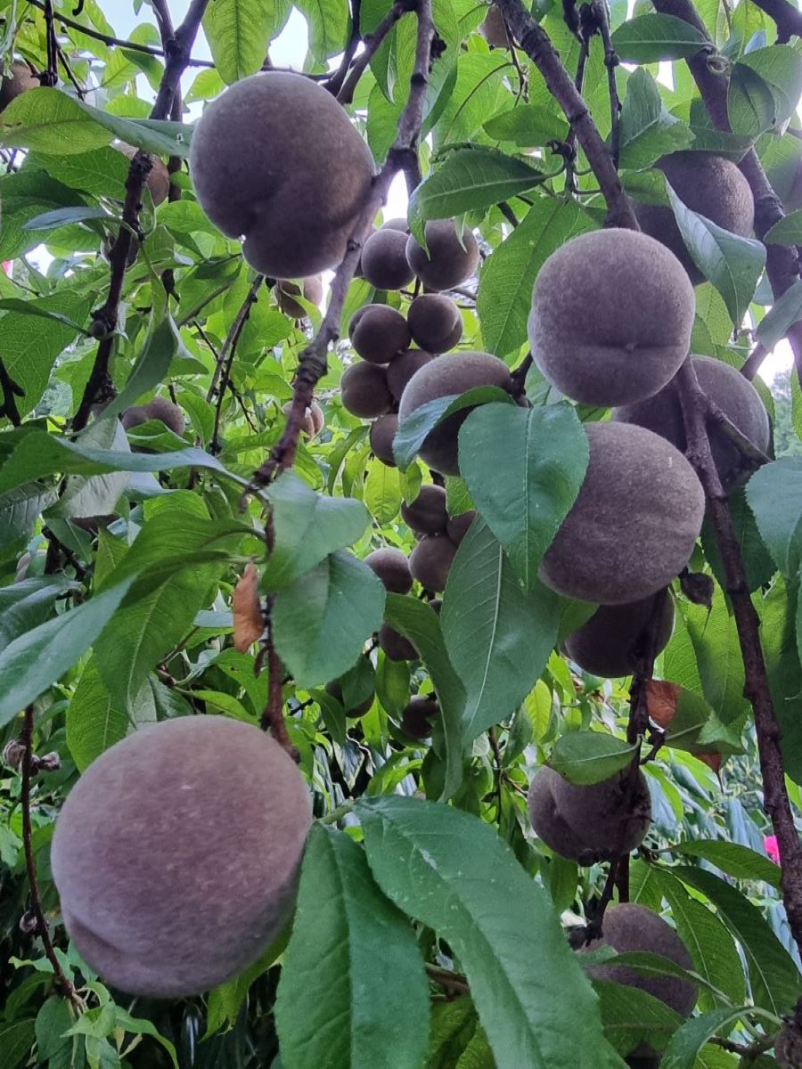 Roter Mosel-Weinbergpfirsich
