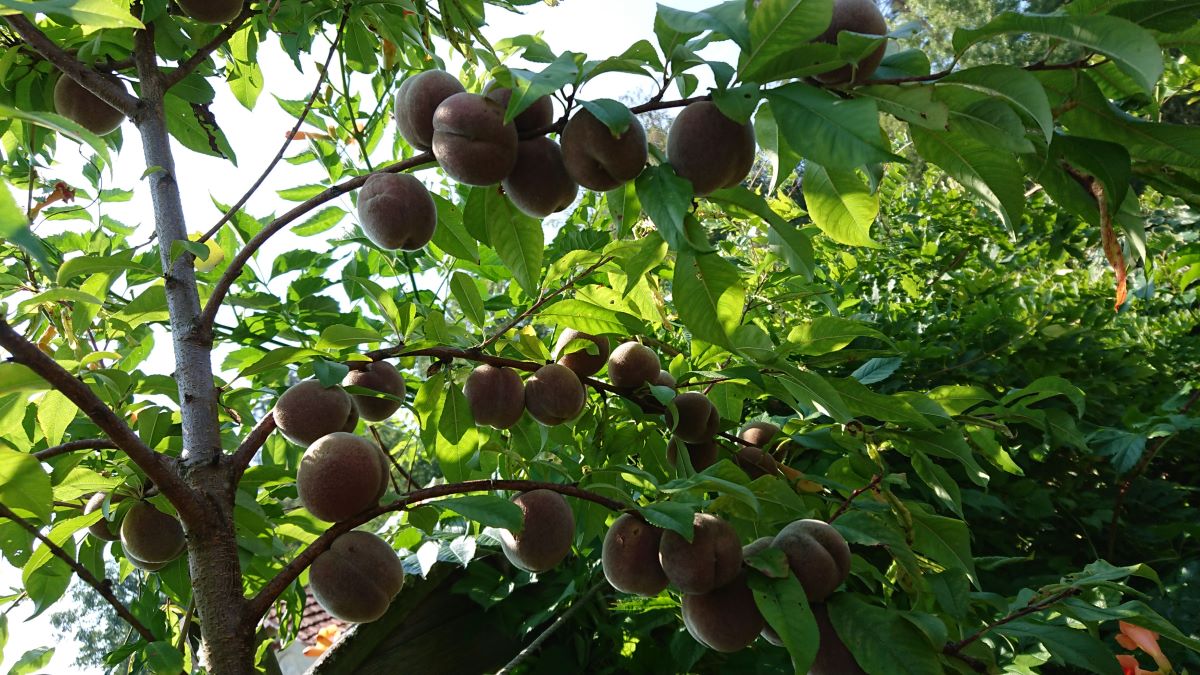 Roter Mosel-Weinbergpfirsich