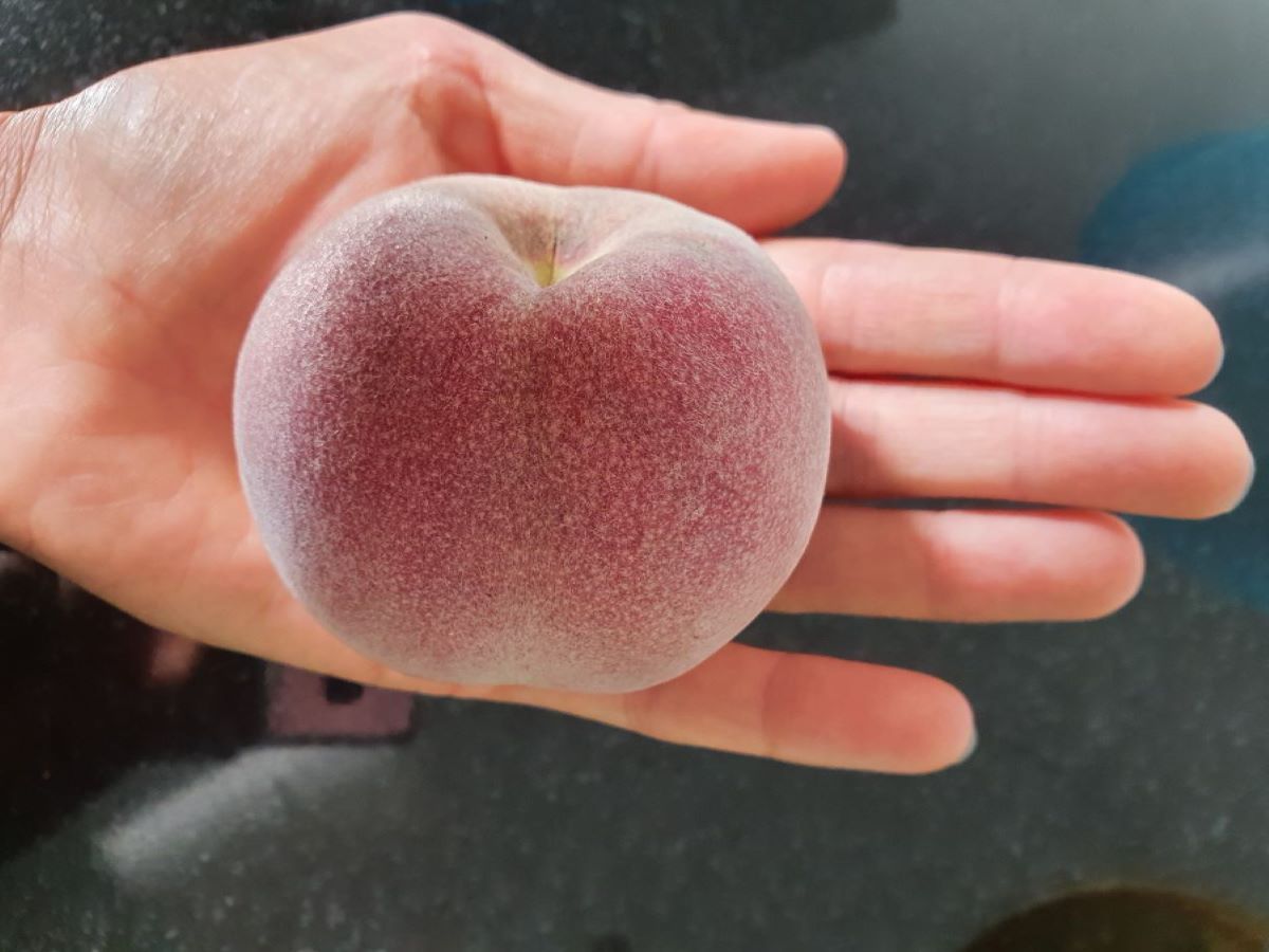 Roter Mosel-Weinbergpfirsich