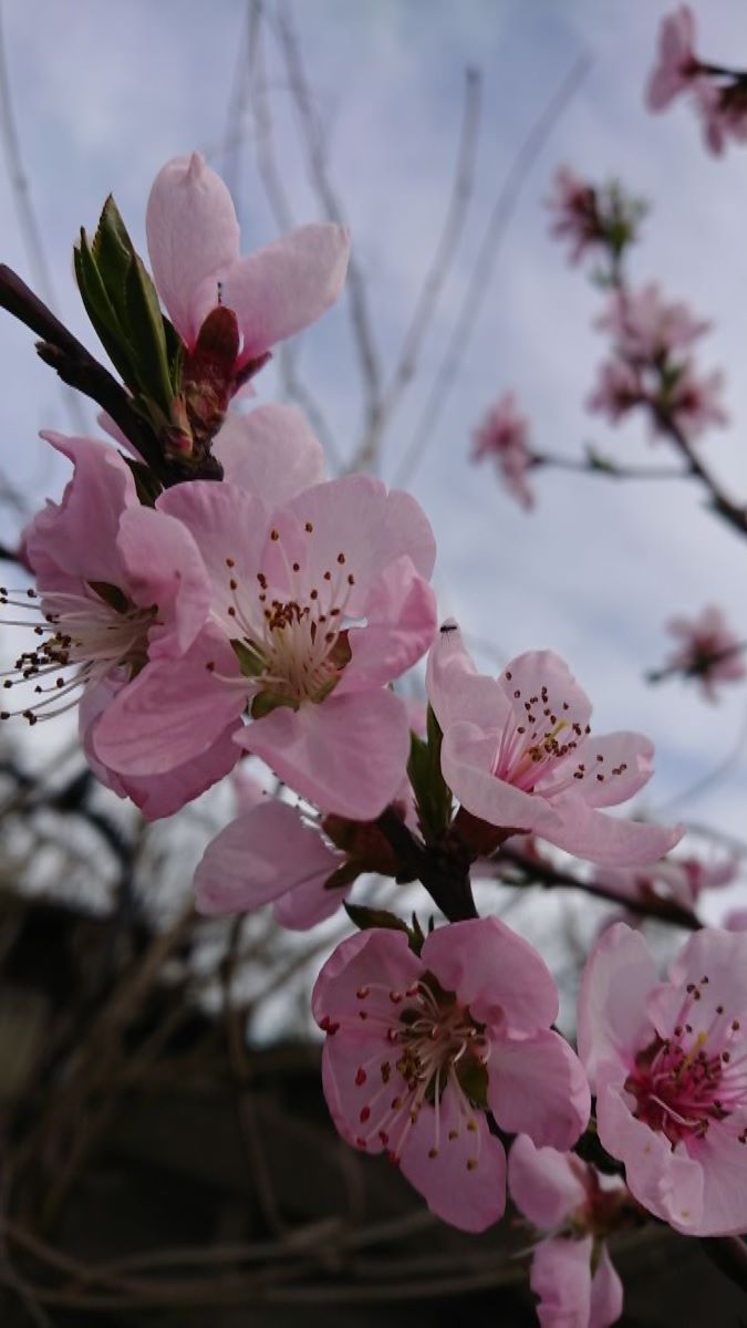 Roter Mosel-Weinbergpfirsich