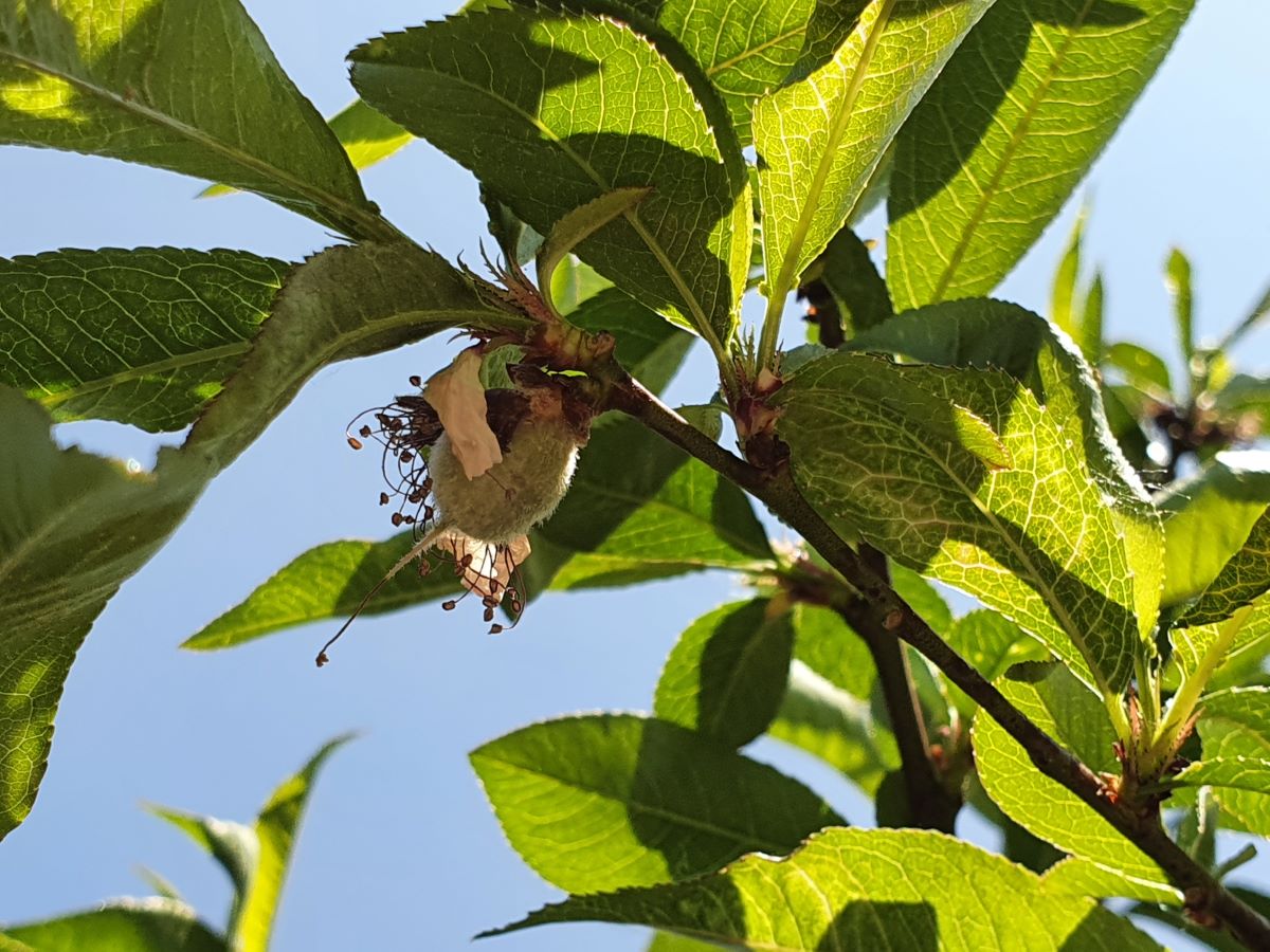 Roter Mosel-Weinbergpfirsich