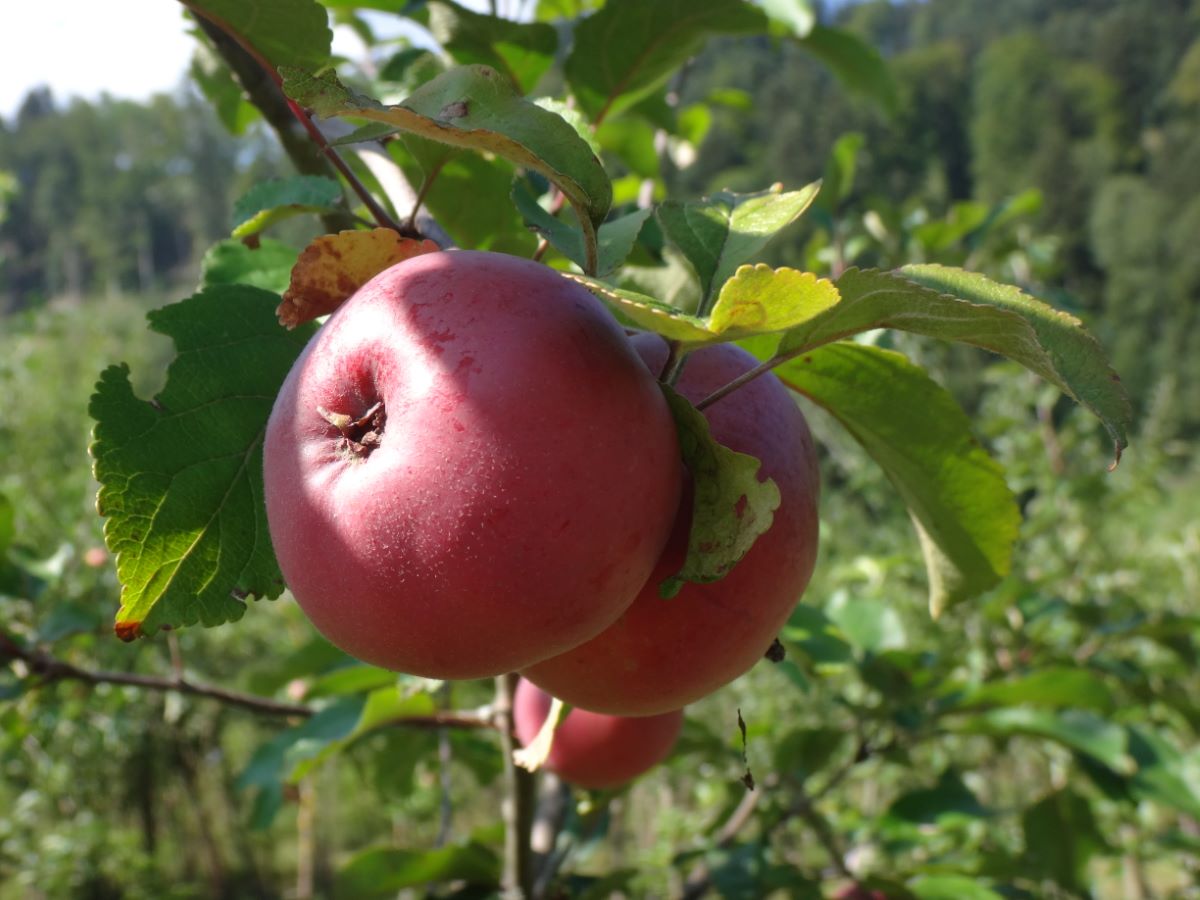 Polpa Rossa da Korna