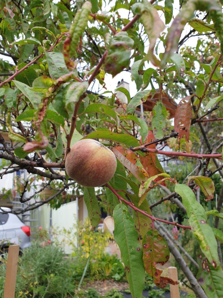 Rosso di Chardonne (VD)
