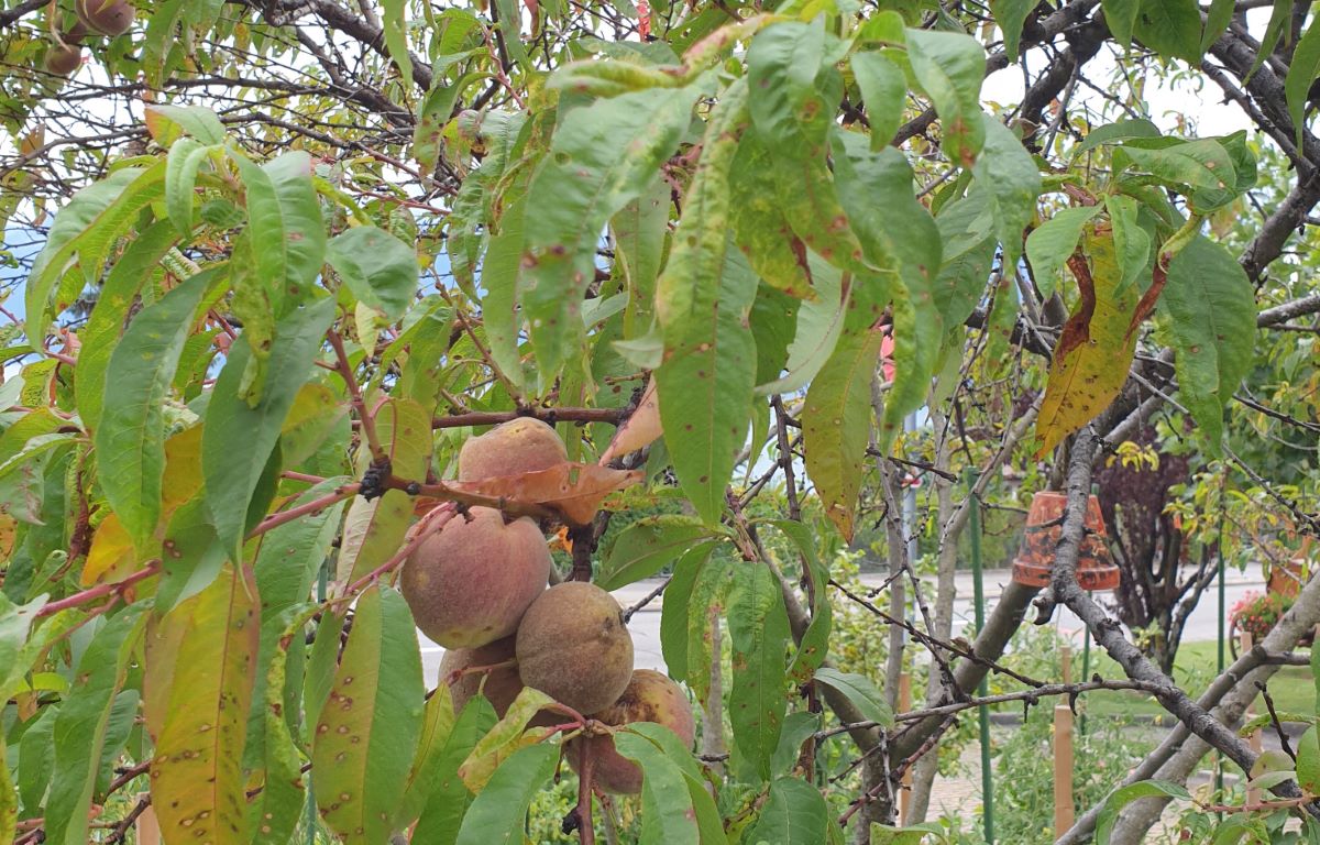 Rosso di Chardonne (VD)