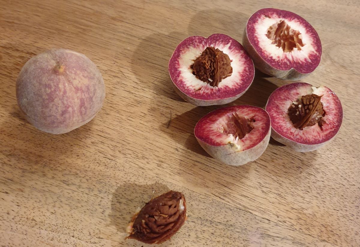 Rosso di Chardonne (VD)