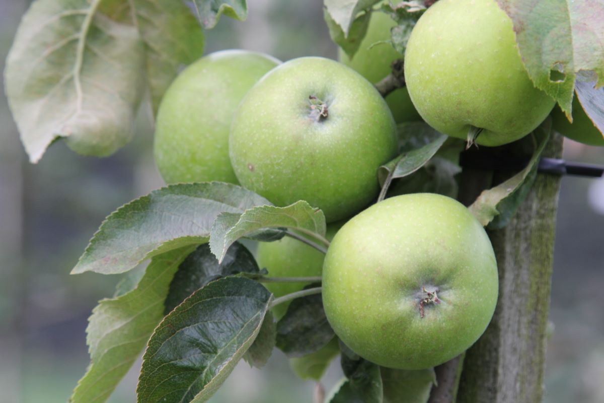 Grünenmatter Süssapfel