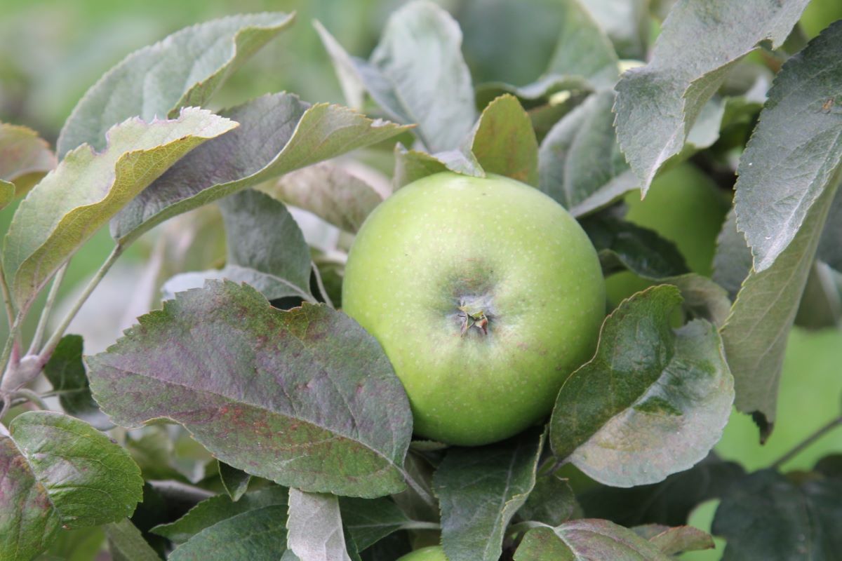Grünenmatter Süssapfel
