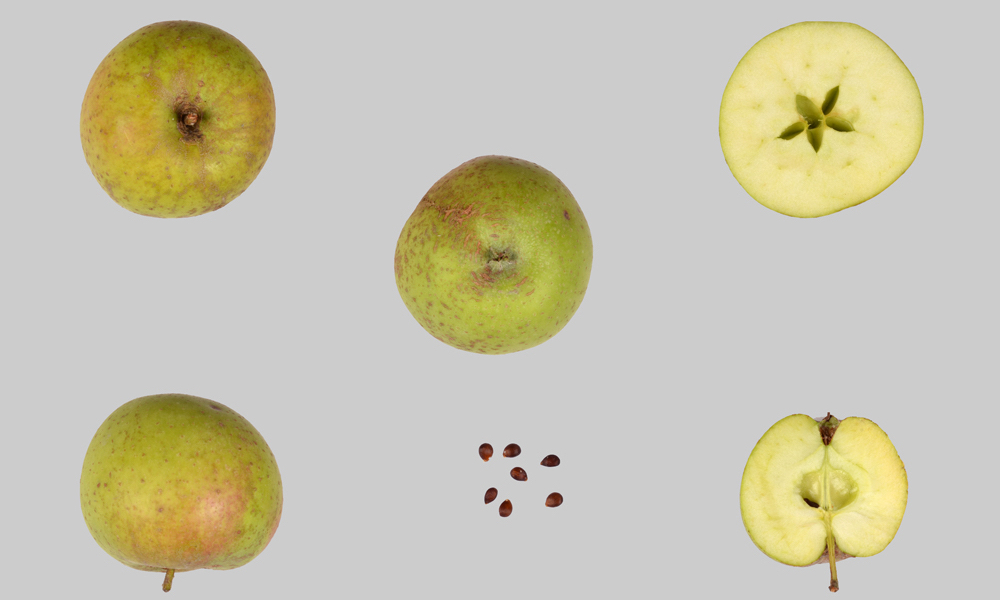 Grünenmatter Süssapfel