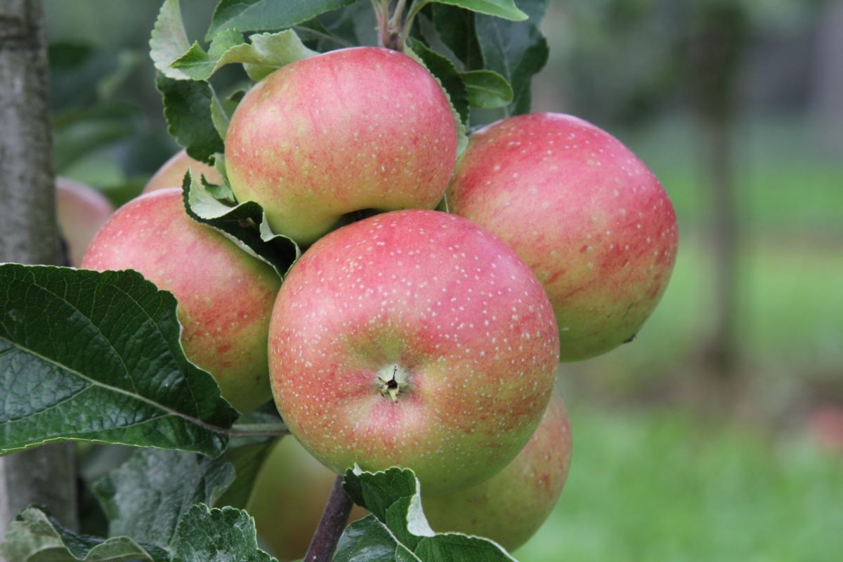 Ruhm aus Kelsterbach