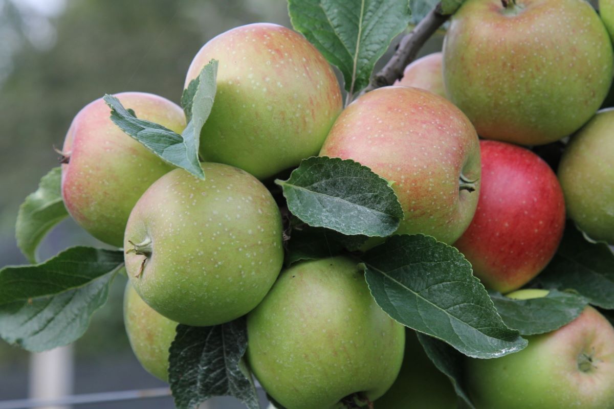 Ruhm aus Kelsterbach