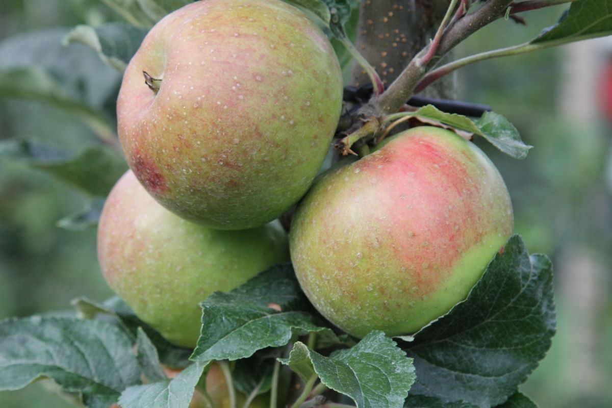 Ruhm aus Kelsterbach