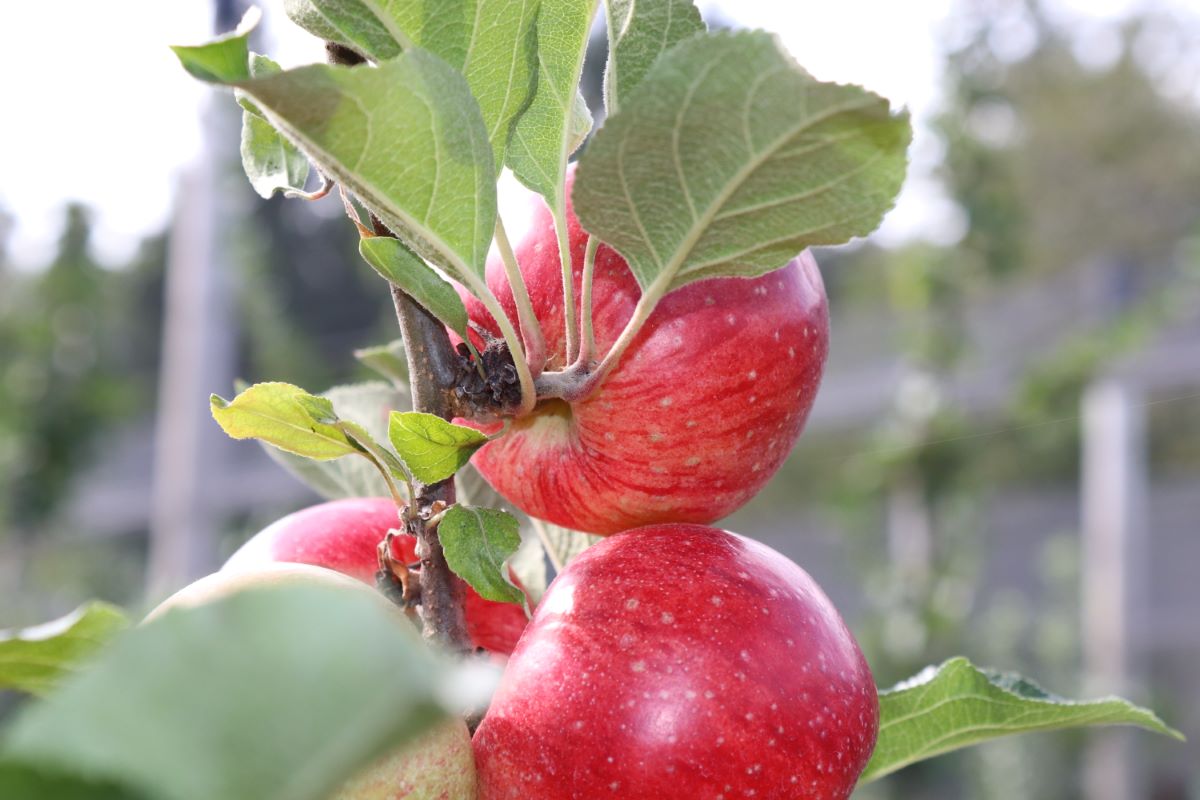 Ruhm aus Kelsterbach