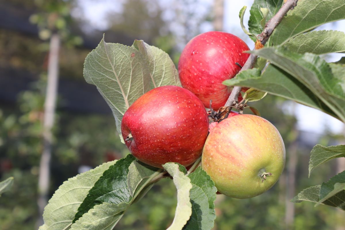 Ruhm aus Kelsterbach