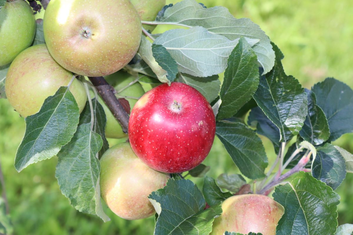 Ruhm aus Kelsterbach