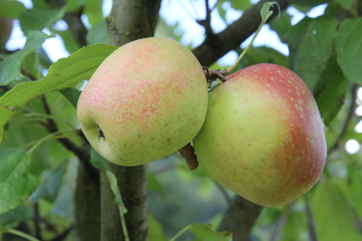 Wegenstetter Rüenggel