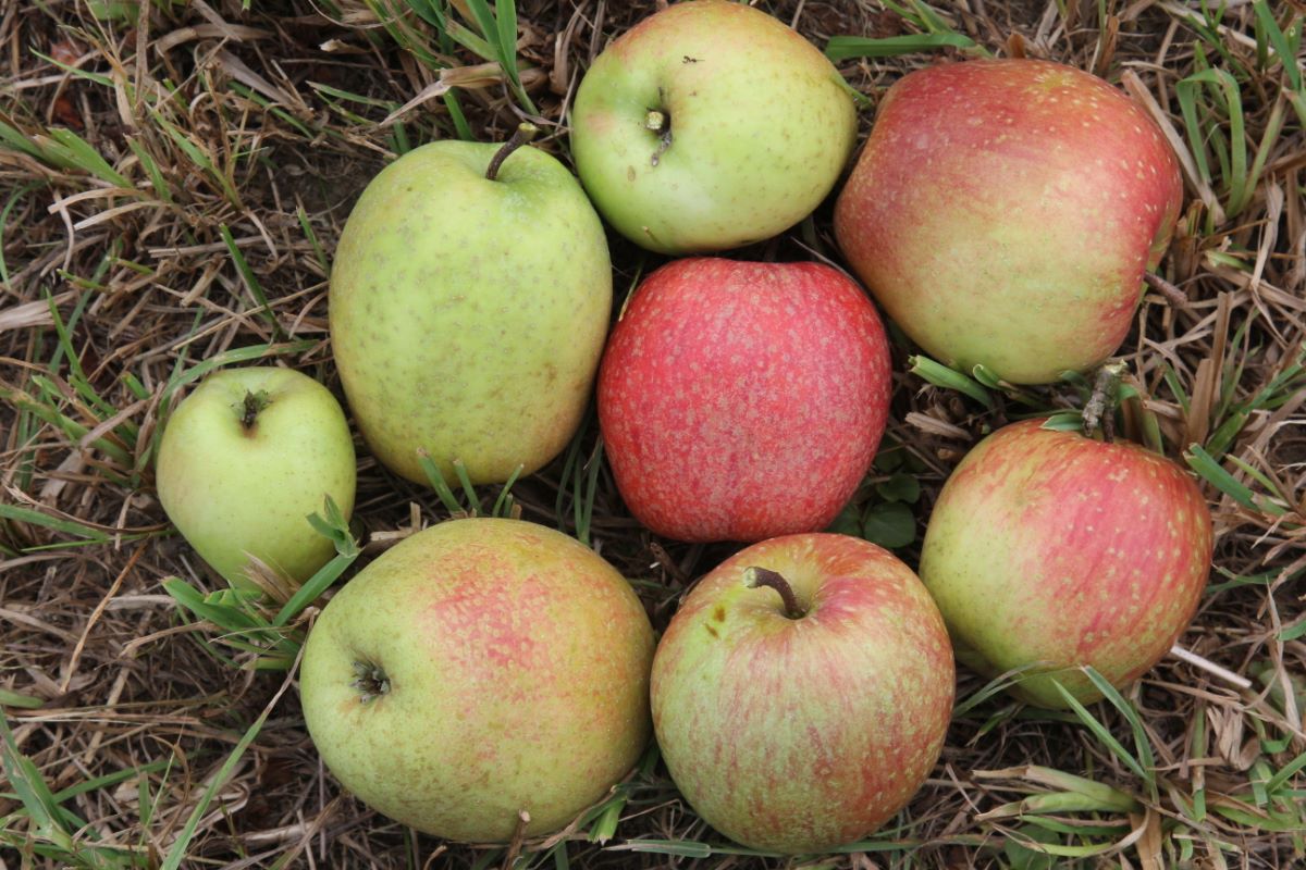 Wegenstetter Rüenggel