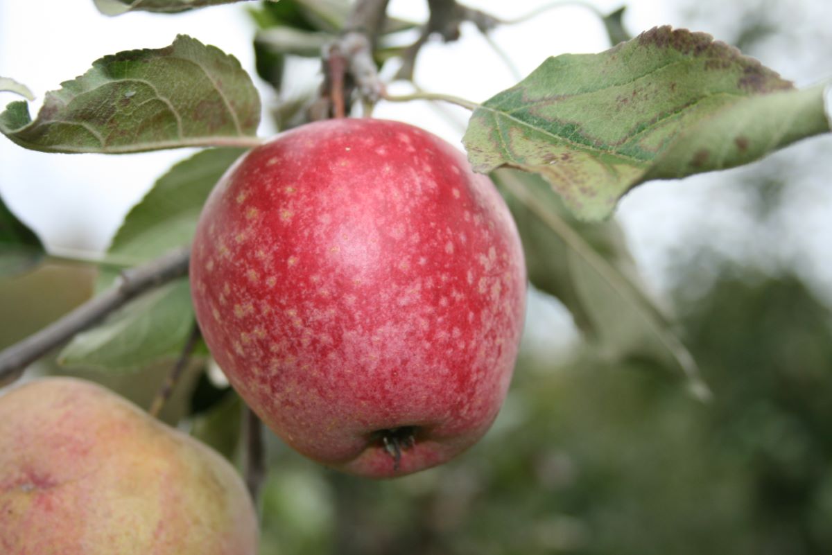 Wegenstetter Rüenggel