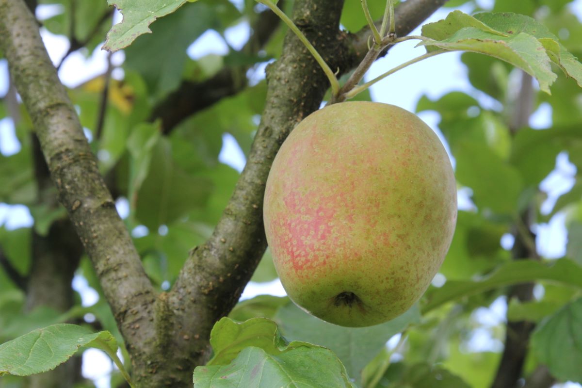 Wegenstetter Rüenggel