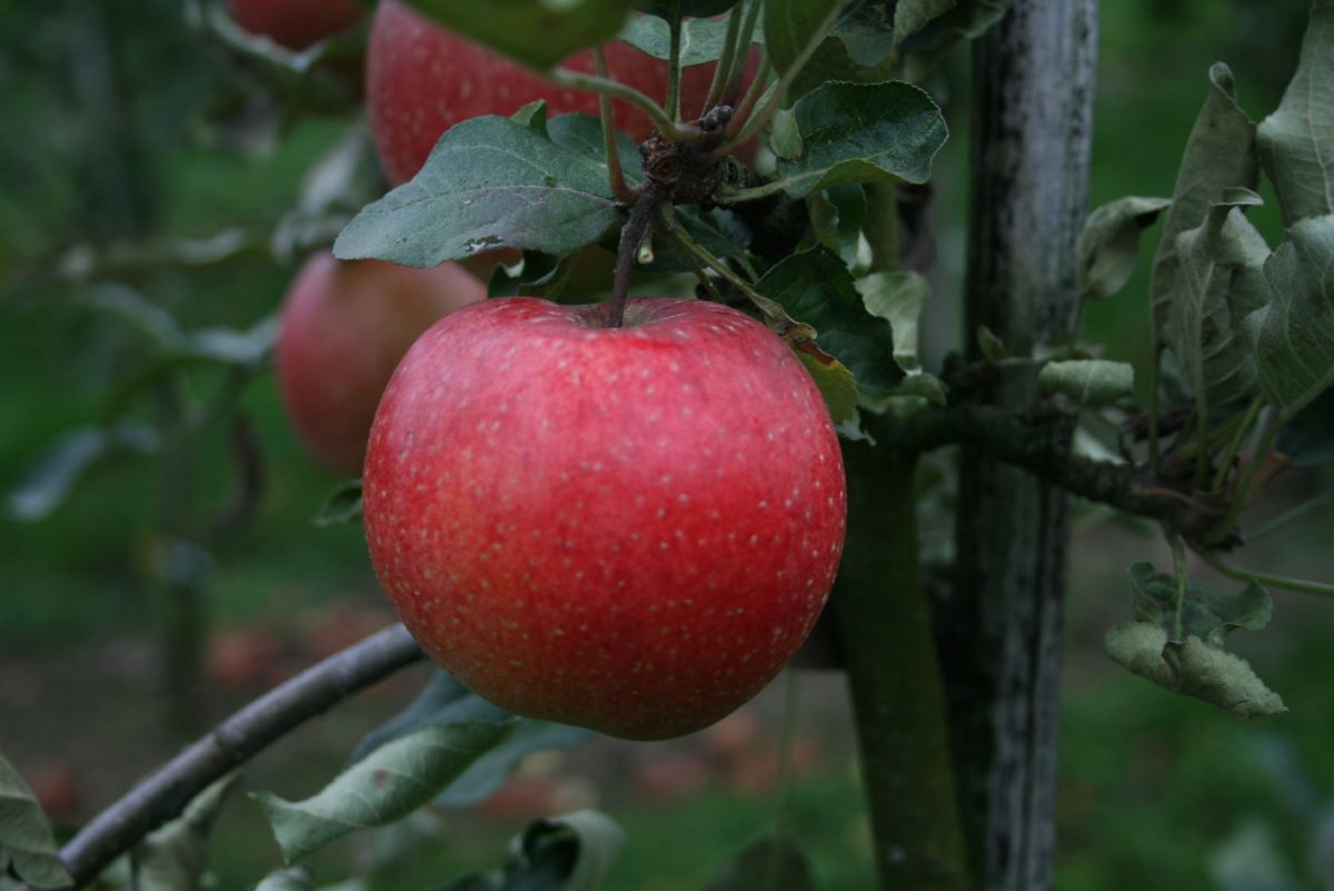 Wegenstetter Rüenggel