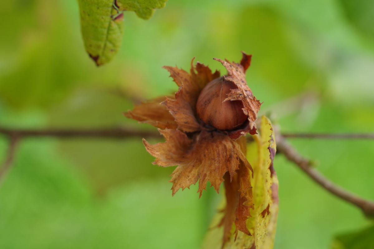 Tonda Gentile Trilobata