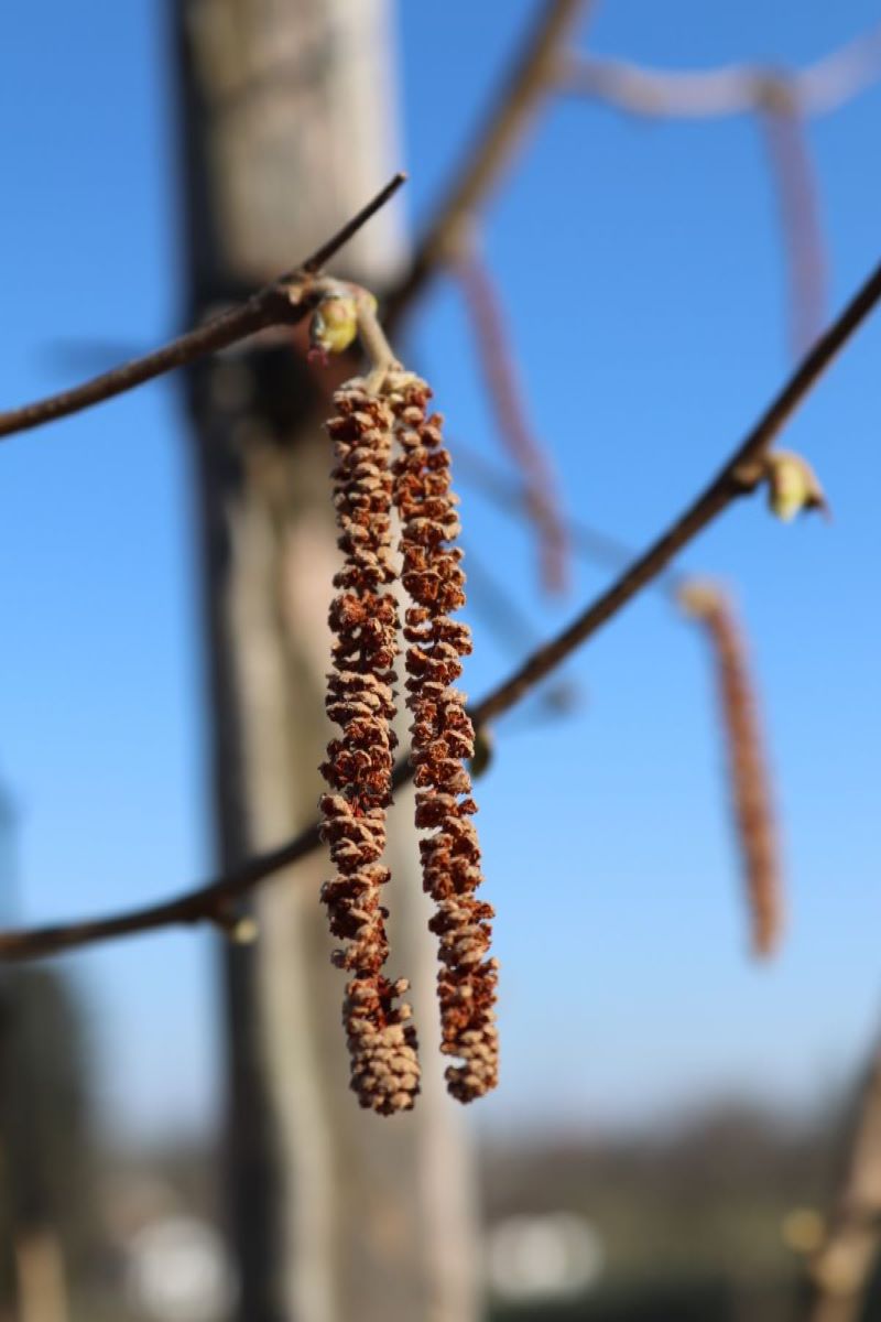 Tonda Gentile Trilobata