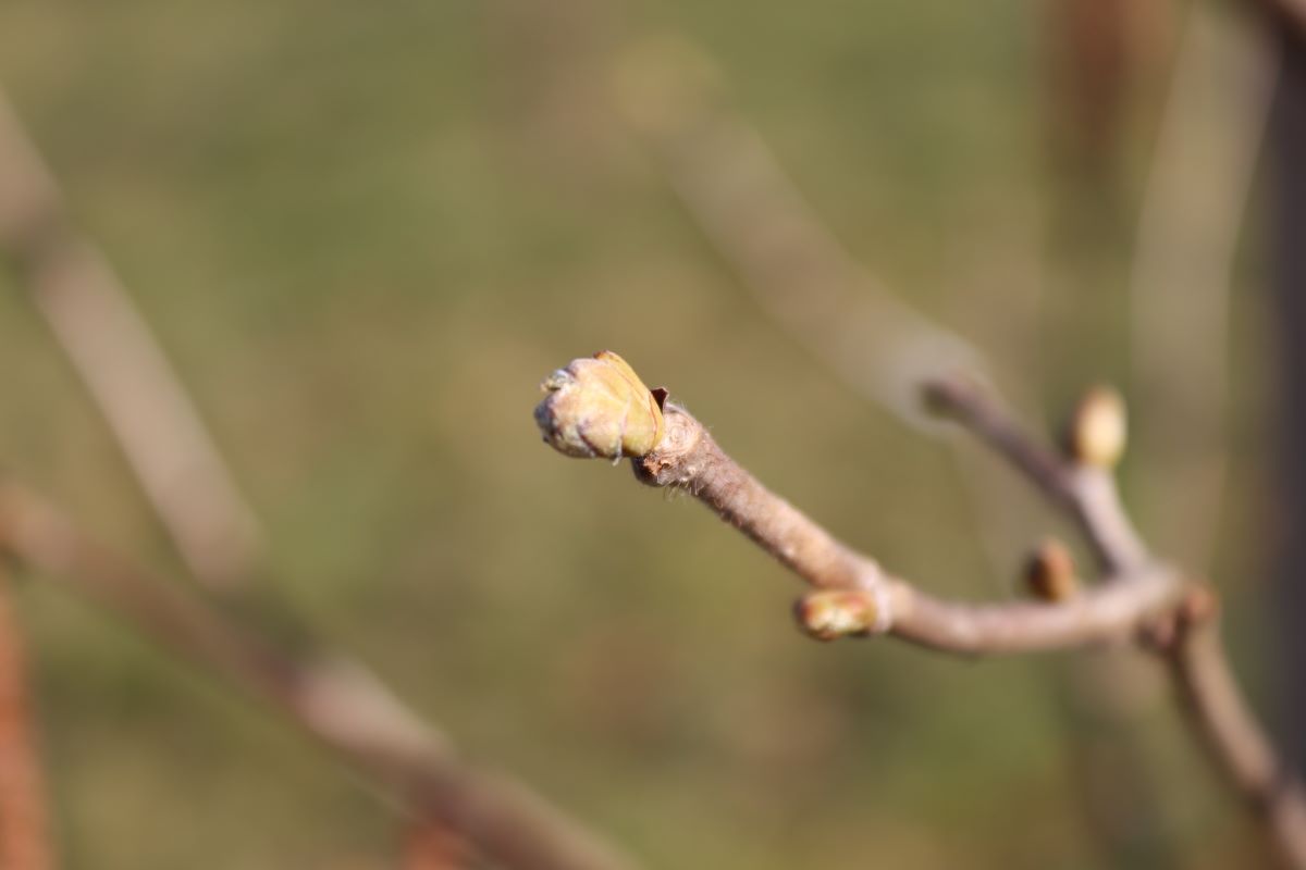 Tonda Gentile Trilobata