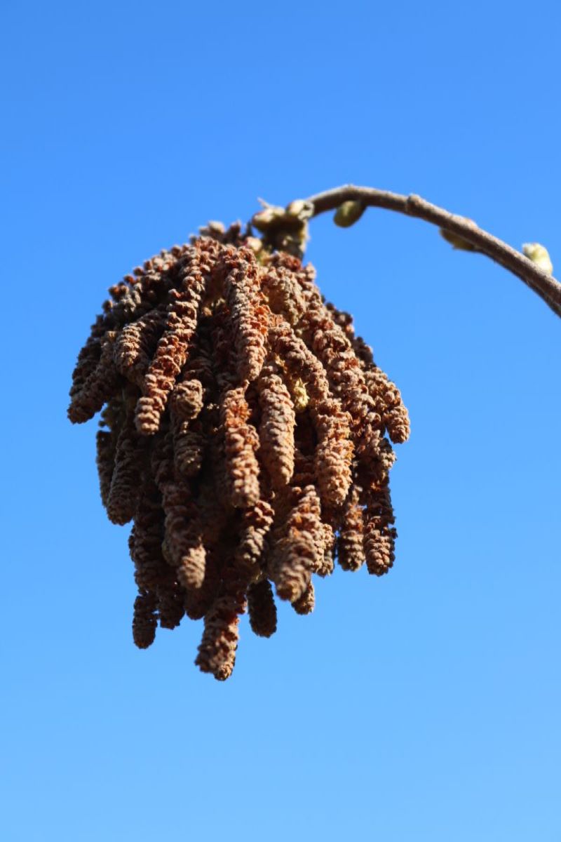 Tonda Gentile Trilobata