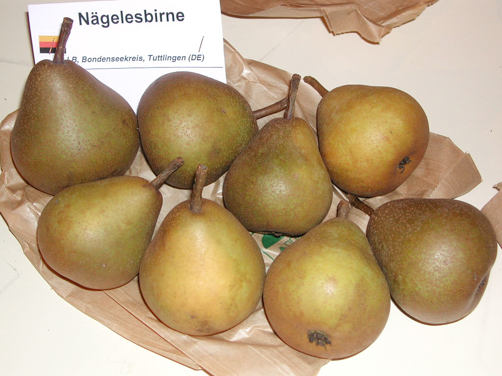 Nägelesbirne