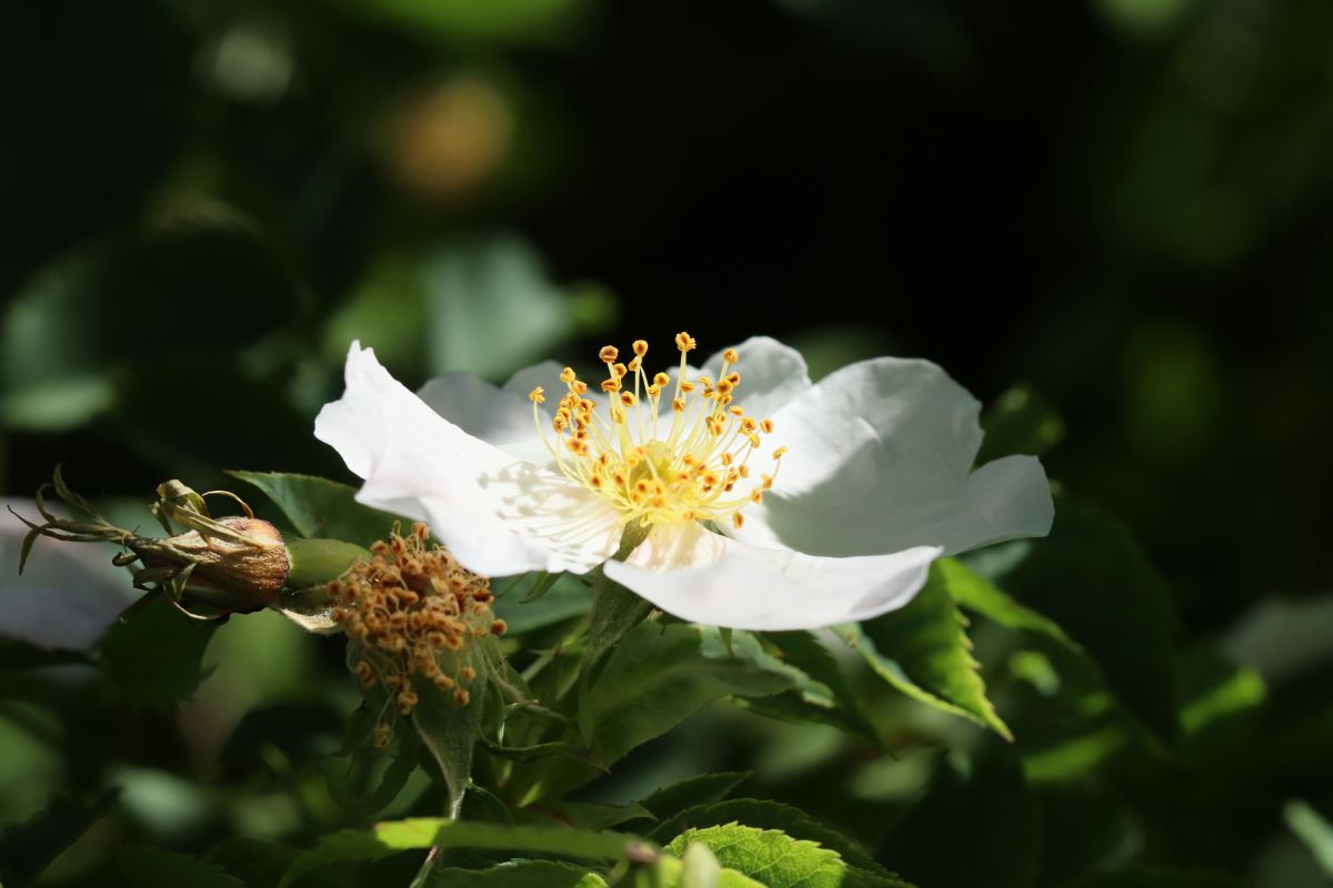Conditorum