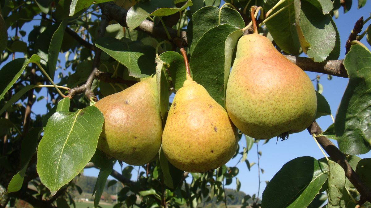 Ottenbacher Schellerbirne