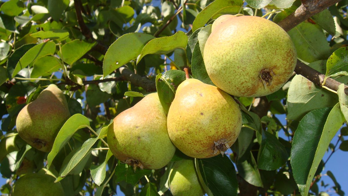 Ottenbacher Schellerbirne