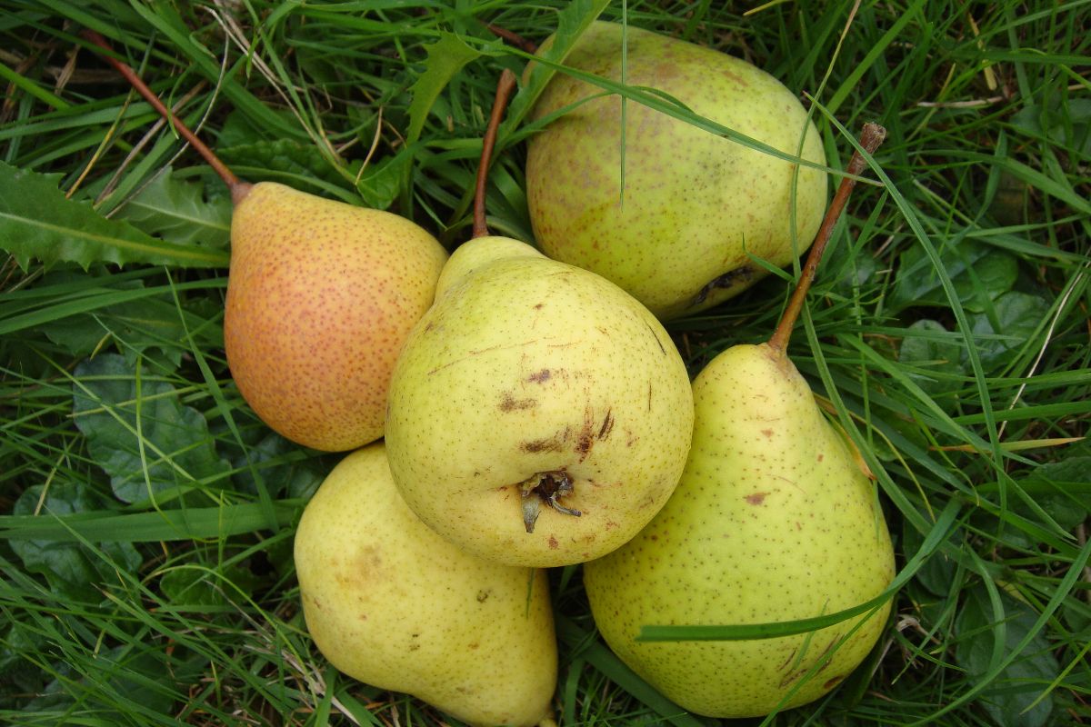 Ottenbacher Schellerbirne