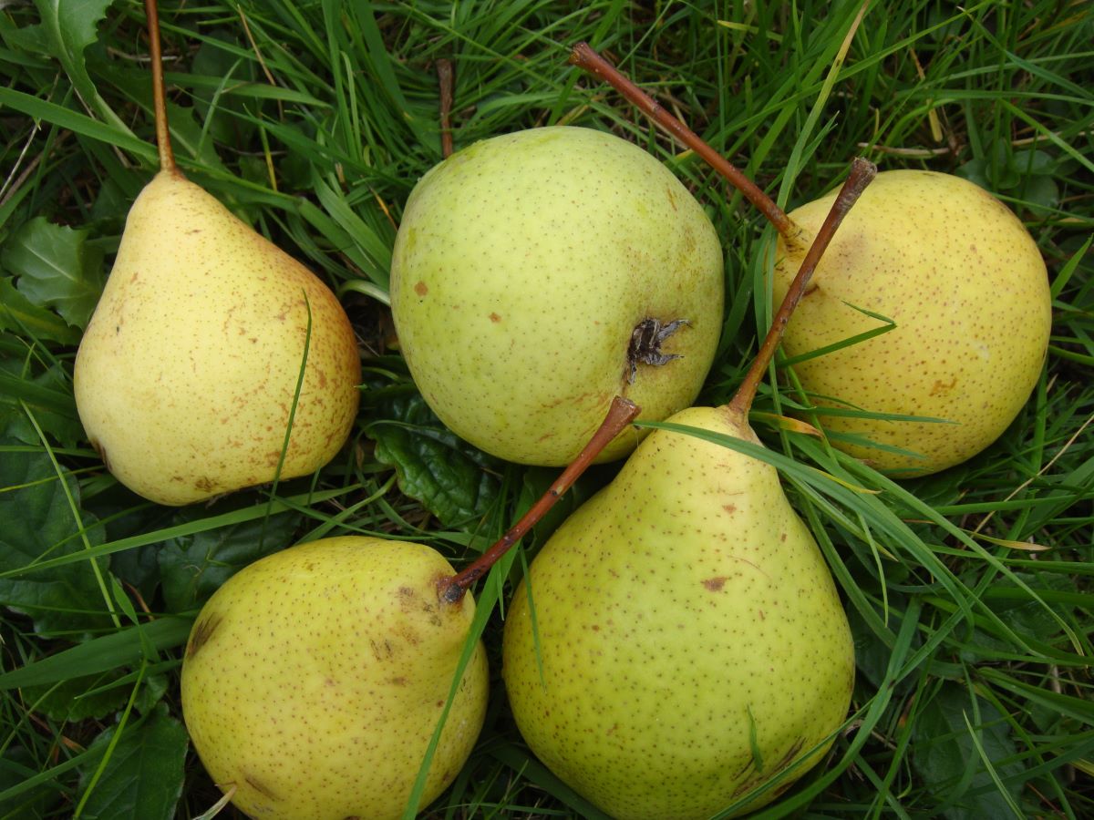 Ottenbacher Schellerbirne