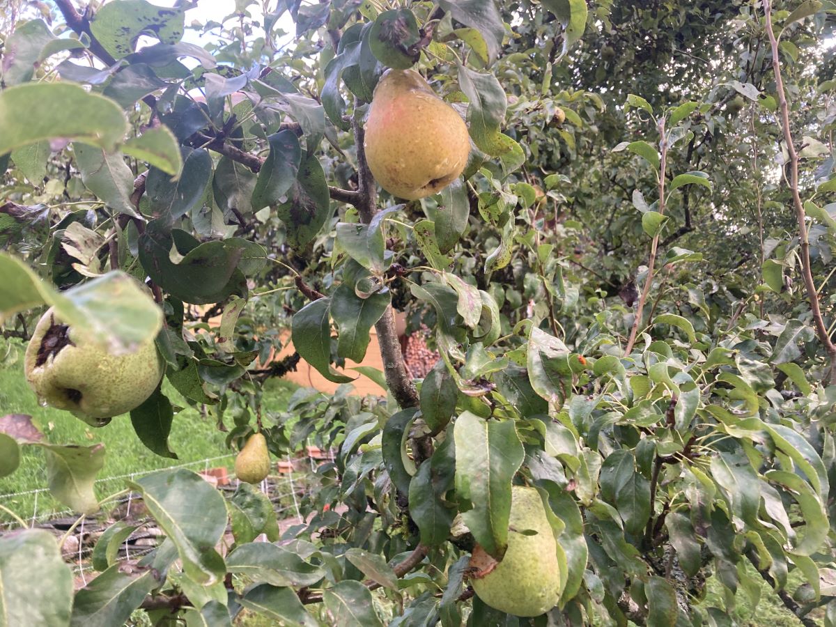 Maria Himmelfahrtbirne