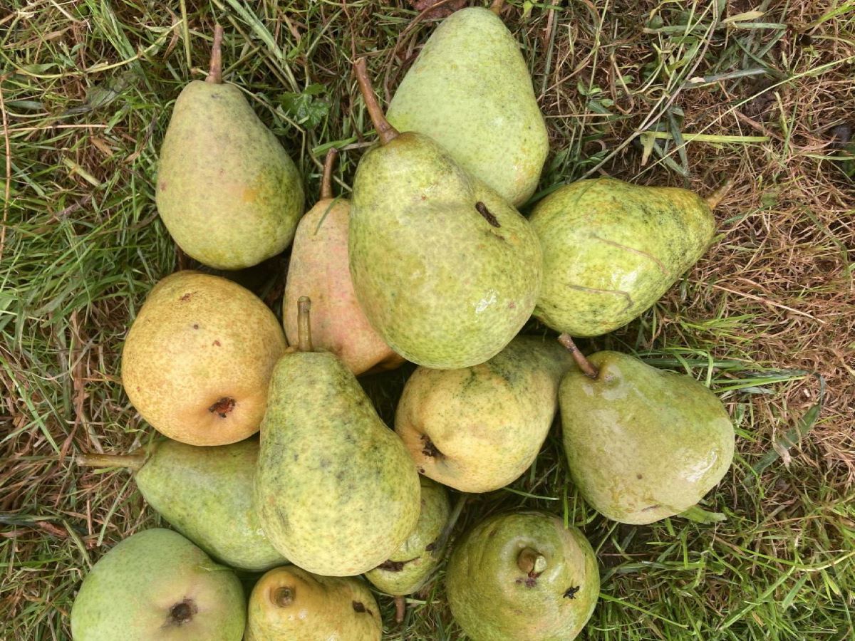 Maria Himmelfahrtbirne