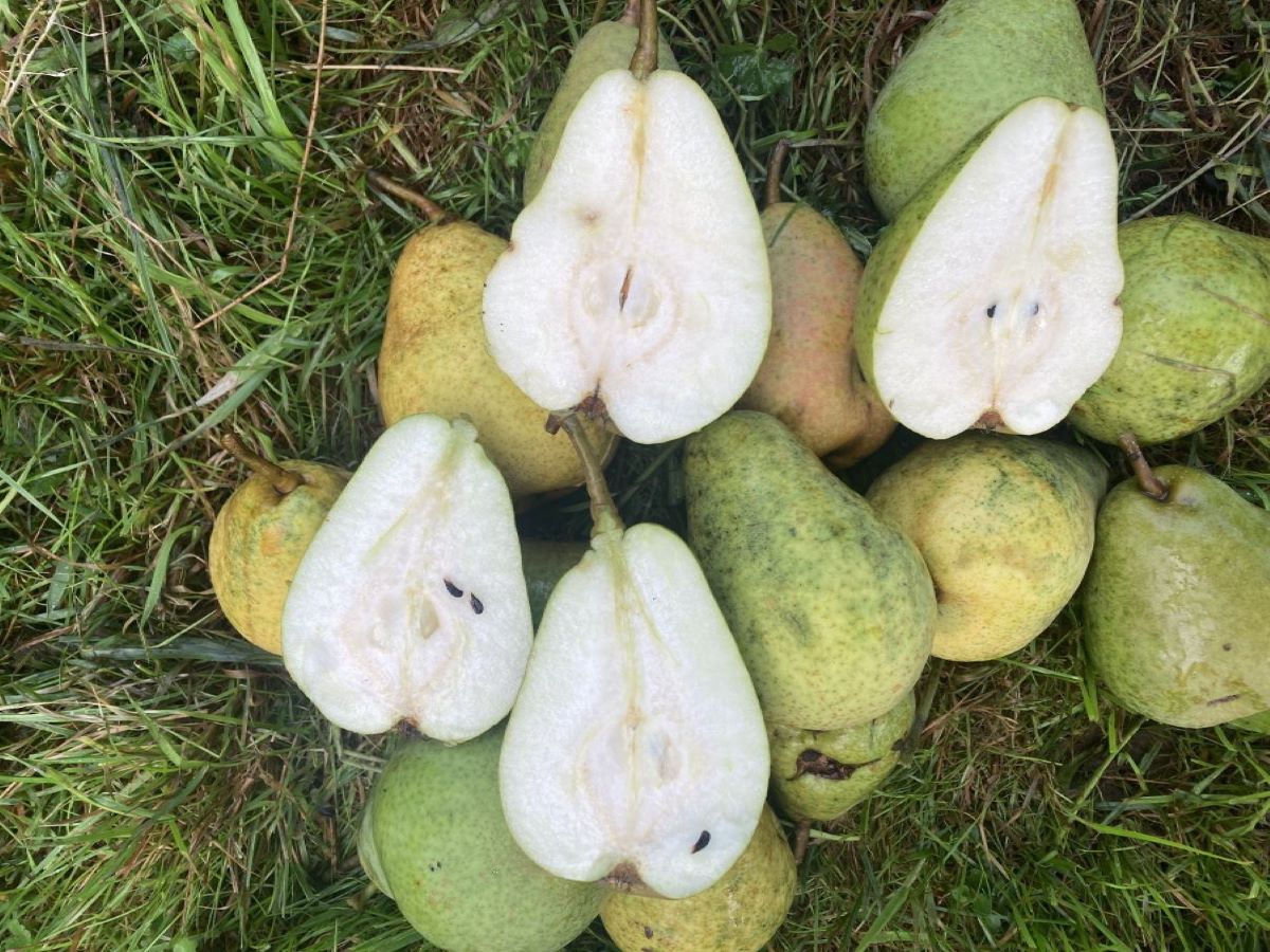 Maria Himmelfahrtbirne