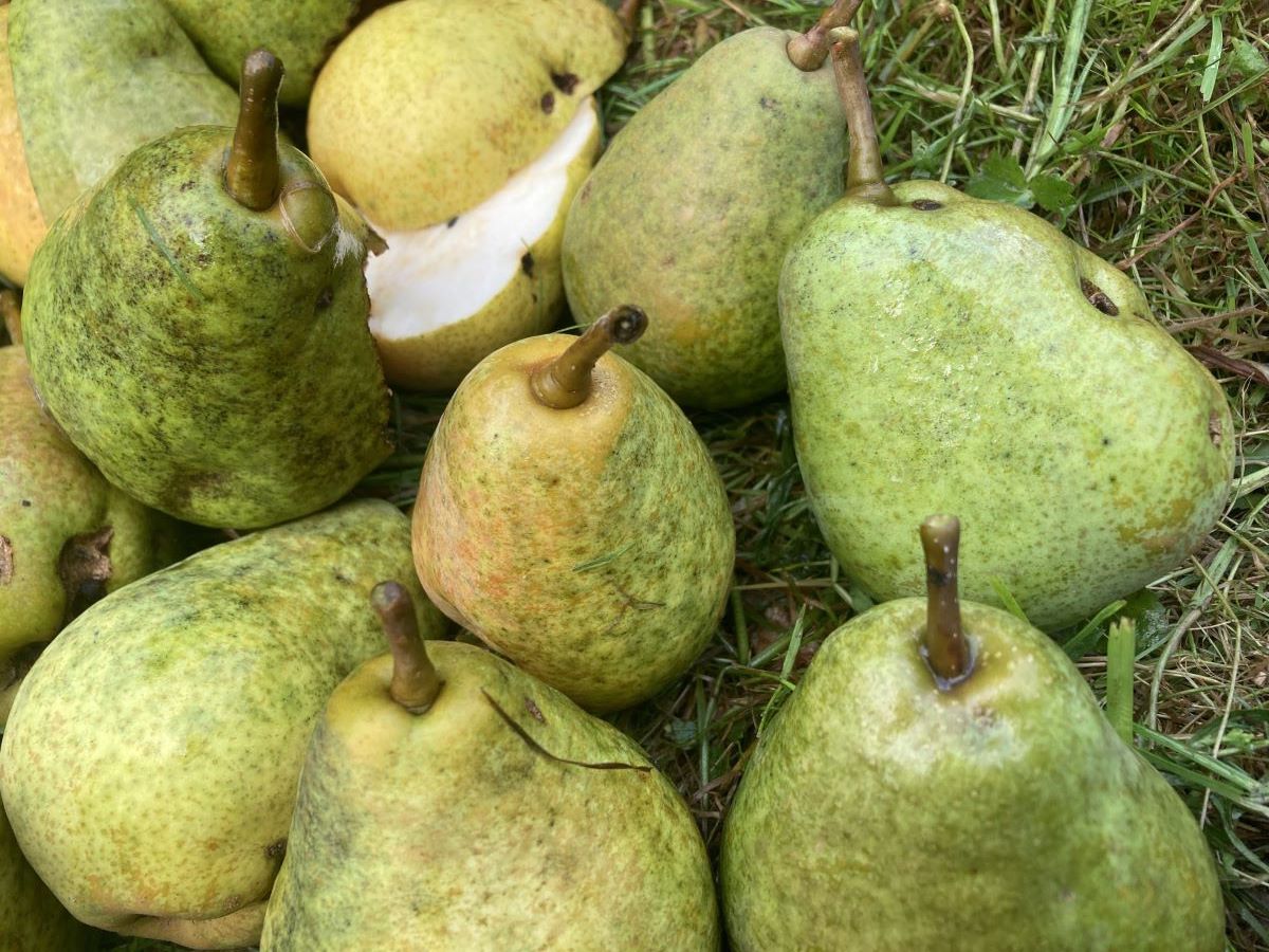 Maria Himmelfahrtbirne