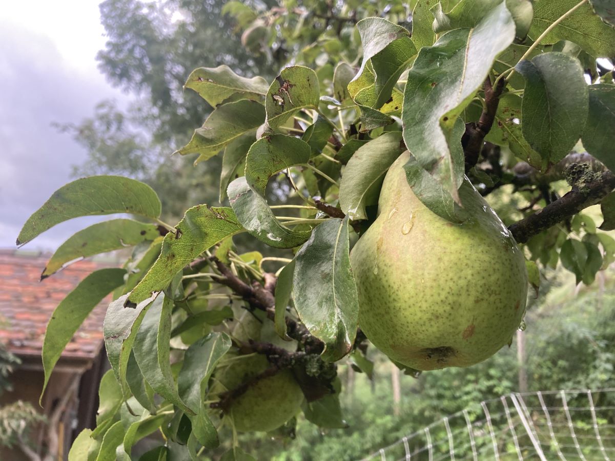 Maria Himmelfahrtbirne