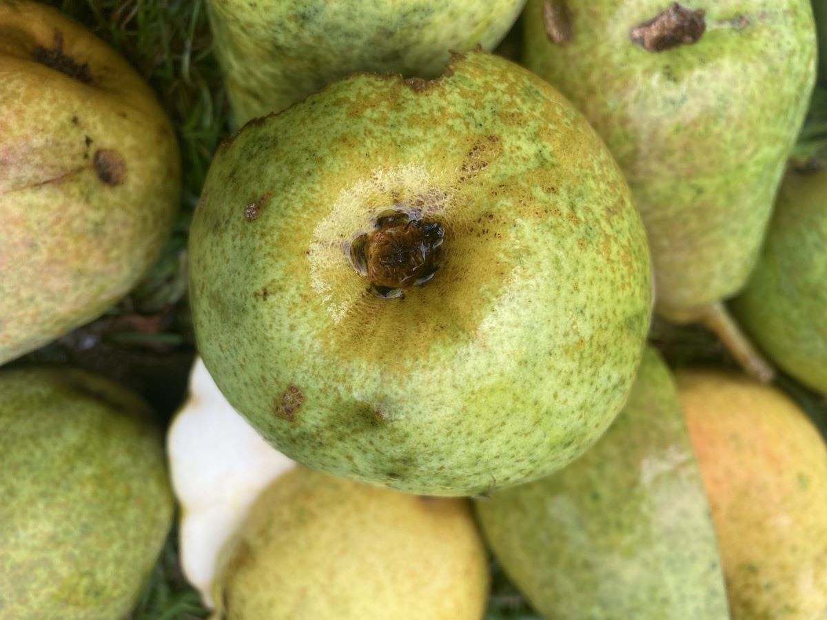 Maria Himmelfahrtbirne