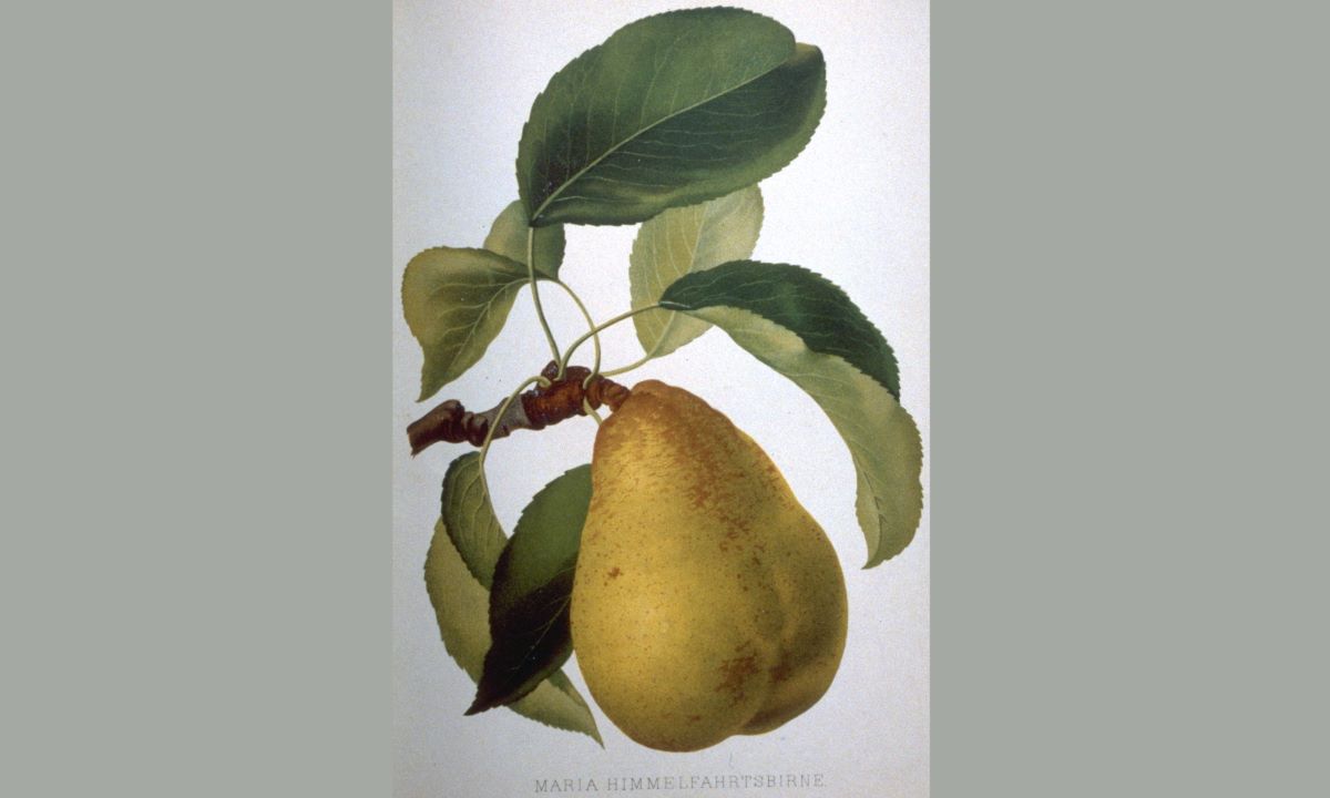 Maria Himmelfahrtbirne