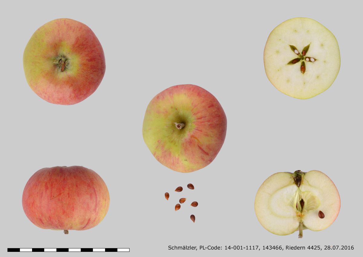 Schmälzler Frühapfel