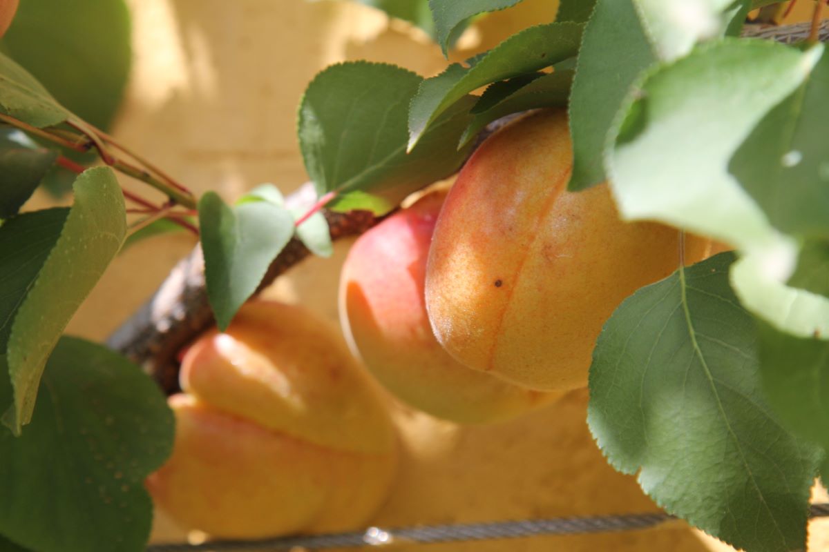 Tiroler Spätblüher